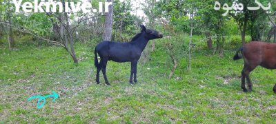 2 کره قاطر نرکی در تنکابن در گروه اسب و الاغ خر و فروش قاطر در یکمیوه -عکس1