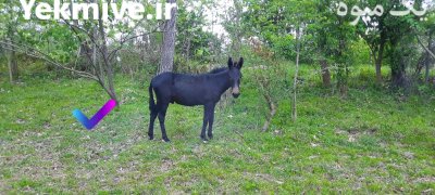 2 کره قاطر نرکی در تنکابن در گروه اسب و الاغ خر و فروش قاطر در یکمیوه -عکس2