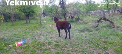 2 کره قاطر نرکی در تنکابن در گروه اسب و الاغ خر و فروش قاطر در یکمیوه -عکس3