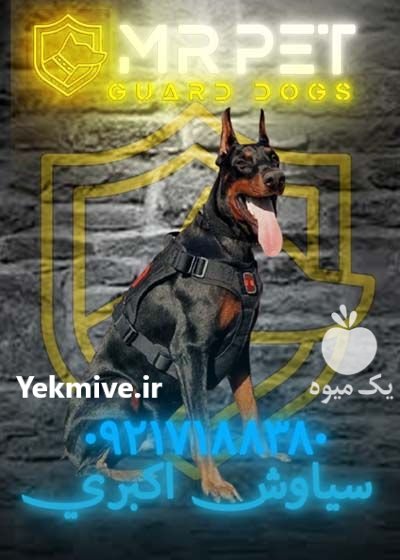 خرید و فروش سگ دوبرمن پینچر در سی سخت در گروه سگ و گربه در یکمیوه -عکس1