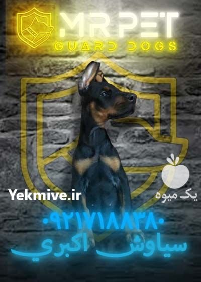 قیمت روز سگ دوبرمن پینچر نگهبان در درگهان در گروه سگ و گربه در یکمیوه -عکس1