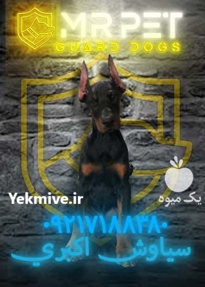 فروش مستقیم سگ نگهبان دوبرمن در افزر در گروه سگ و گربه در یکمیوه -عکس1
