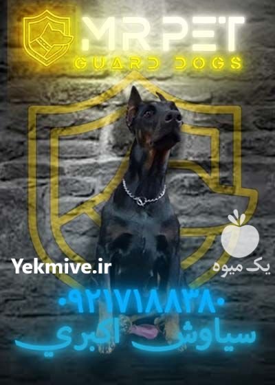 سگ دوبرمن پینچر آموزش دیده در عنبران در گروه سگ و گربه در یکمیوه -عکس1