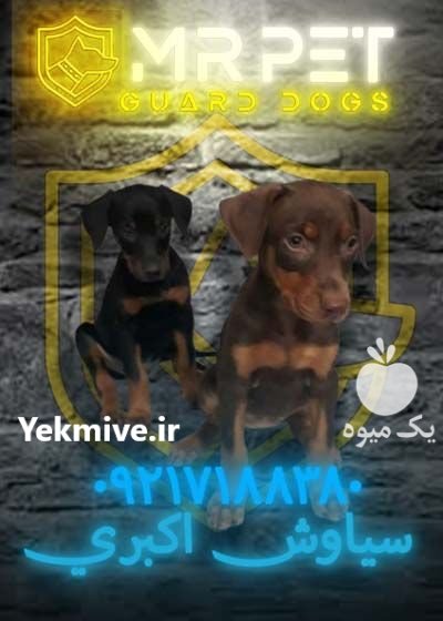 سگ دوبرمن پینچر اصل وارداتی در نظرکهریزی در گروه سگ و گربه در یکمیوه -عکس1