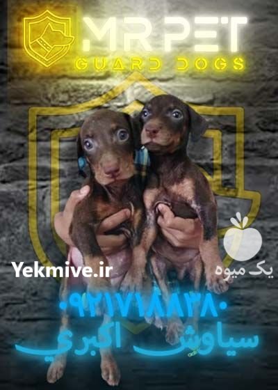 مرکز پرورش فروش تخصصی سگ دوبرمن در میانرود در گروه سگ و گربه در یکمیوه -عکس1