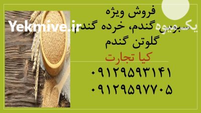سبوس گندم خرده گندم گلوتن گندم در تهران در گروه خوراک دام و طیور در یکمیوه -عکس1