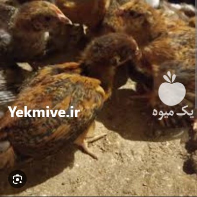 جوجه مرغ و خروس در رشت در گروه مرغ و خروس و بوقلمون و اردک قو قاز در یکمیوه -عکس1