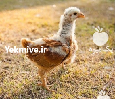 جوجه مرغ و خروس در رشت در گروه مرغ و خروس و بوقلمون و اردک قو قاز در یکمیوه -عکس2