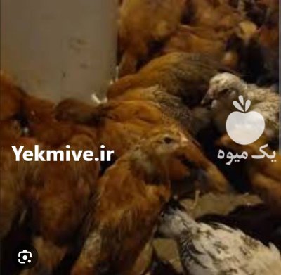 جوجه مرغ و خروس در رشت در گروه مرغ و خروس و بوقلمون و اردک قو قاز در یکمیوه -عکس3