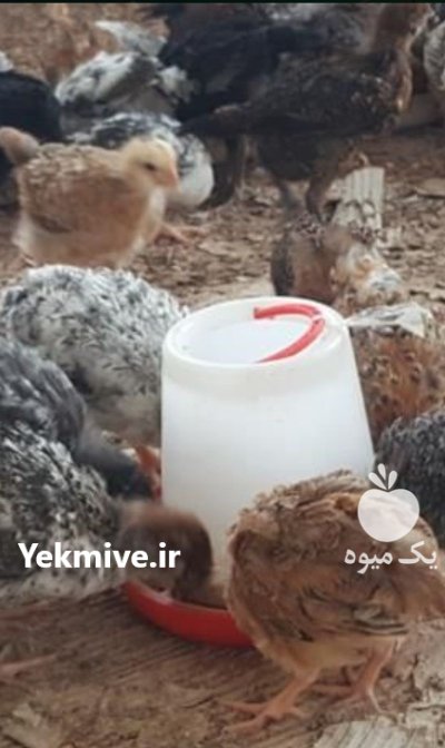 جوجه مرغ و خروس در رشت در گروه مرغ و خروس و بوقلمون و اردک قو قاز در یکمیوه -عکس4
