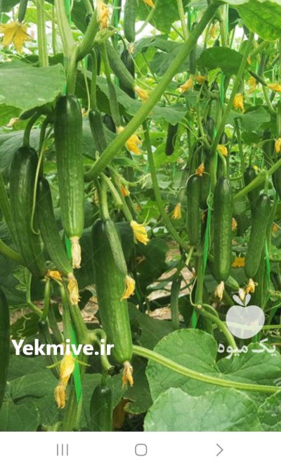 تامین خیار گلخانه ای اصفهان در مبارکه در گروه خرید و فروش خیار در یکمیوه -عکس1