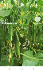 تامین خیار گلخانه ای اصفهان در مبارکه در گروه خرید و فروش خیار در یکمیوه