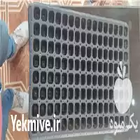 قیمت خرید تولید پخش سینی نشا در تهران در گروه خرید و فروش نشا در یکمیوه