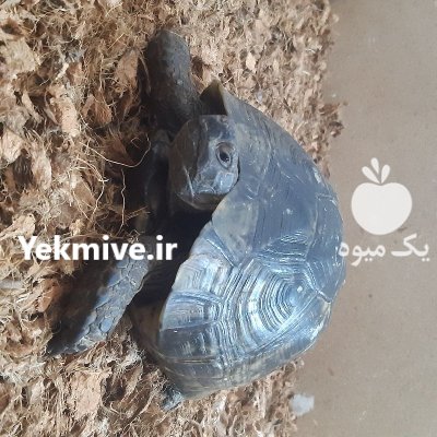 لاکپشت خاکی تخم گذار در کرج در البرز در گروه حیوانات خانگی در یکمیوه -عکس1