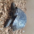 لاکپشت خاکی تخم گذار در کرج در البرز در گروه حیوانات خانگی در یکمیوه