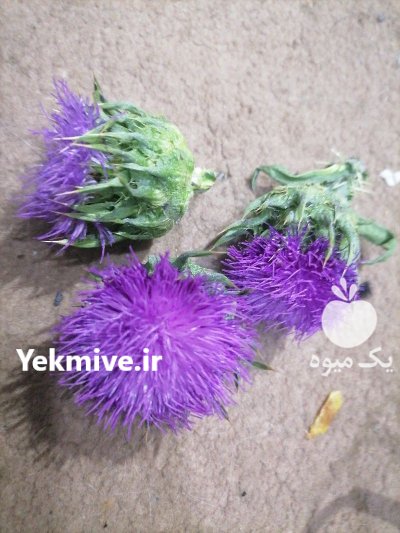 فروشنده گل خار مریم در ساری در گروه خرید و فروش انواع گل در یکمیوه -عکس1