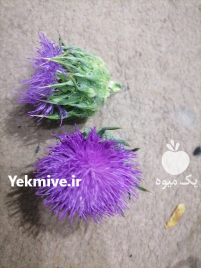 فروشنده گل خار مریم در ساری در گروه خرید و فروش انواع گل در یکمیوه -عکس2