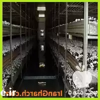 فروش کمپوست قارچ در تمام نقاط در تهران در گروه خرید و فروش قارچ در یکمیوه