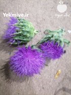 فروشنده گل خار مریم در ساری در گروه خرید و فروش انواع گل در یکمیوه