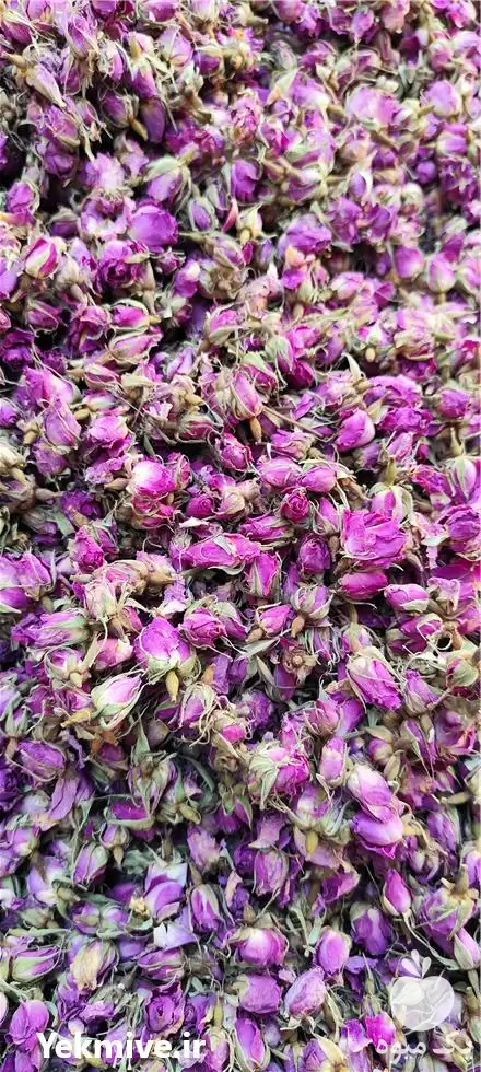 فروش غنچه گل محمدی دارابی در فارس در گروه خرید و فروش گیاهان دارویی در یکمیوه -عکس1