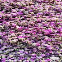 فروش غنچه گل محمدی دارابی در فارس در گروه خرید و فروش گیاهان دارویی در یکمیوه