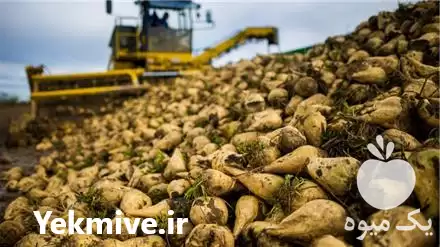 فروش قیمت تفاله چغندر قند ب در ارومیه در گروه خوراک دام و طیور در یکمیوه -عکس1