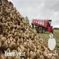 فروش تفاله چغندر در تغذیه دام در ارومیه در گروه خوراک دام و طیور در یکمیوه