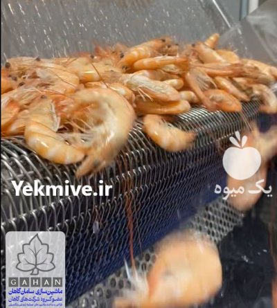 خط شستشو و فرآوری میگو در بوشهر در گروه خرید و فروش خط تولید در یکمیوه -عکس1