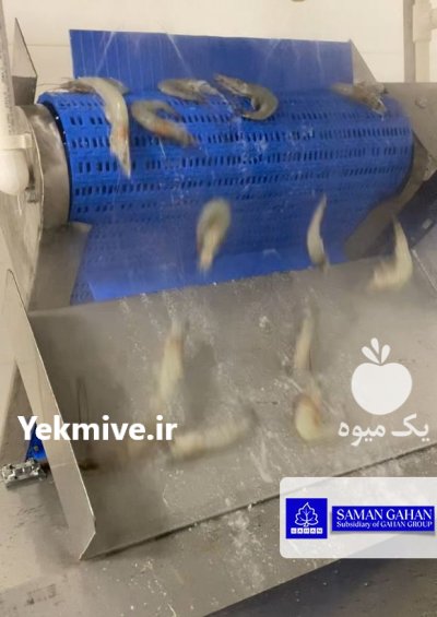 خط شستشو و فرآوری میگو در بوشهر در گروه خرید و فروش خط تولید در یکمیوه -عکس2