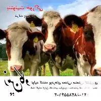 قیمت خرید خواص بنتونیت در خوراک در تهران در گروه خوراک دام و طیور در یکمیوه
