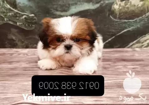 فروش توله سگ شیتزو سوپرفلت در تهران در گروه سگ و گربه در یکمیوه -عکس1