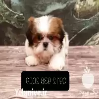 فروش توله سگ شیتزو سوپرفلت در تهران در گروه سگ و گربه در یکمیوه