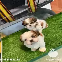 قیمت خرید سگ شیتزو مینیاتوری در تهران در گروه سگ و گربه در یکمیوه