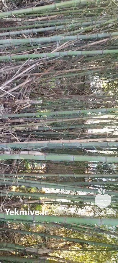 لوله خیزران در بازارجمعه در گروه خرید و فروش نهال بامبو در یکمیوه -عکس1