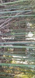 لوله خیزران در بازارجمعه در گروه خرید و فروش نهال بامبو در یکمیوه