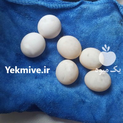 لاکپشت خاکی تخم گذار در کرج در البرز در گروه حیوانات خانگی در یکمیوه -عکس2