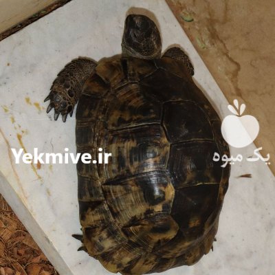 لاکپشت خاکی تخم گذار در کرج در البرز در گروه حیوانات خانگی در یکمیوه -عکس3