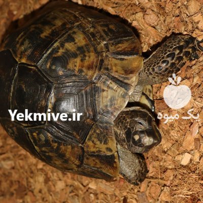 لاکپشت خاکی تخم گذار در کرج در البرز در گروه حیوانات خانگی در یکمیوه -عکس4