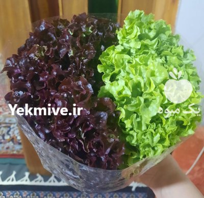 فروش کاهو فرانسوی در اصفهان در گروه خرید و فروش کاهو در یکمیوه -عکس1