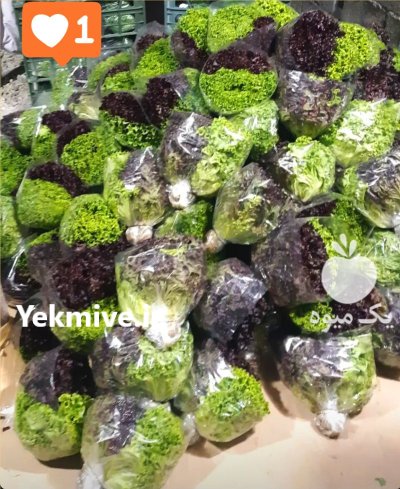 فروش کاهو فرانسوی در اصفهان در گروه خرید و فروش کاهو در یکمیوه -عکس2