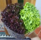 فروش کاهو فرانسوی در اصفهان در گروه خرید و فروش کاهو در یکمیوه