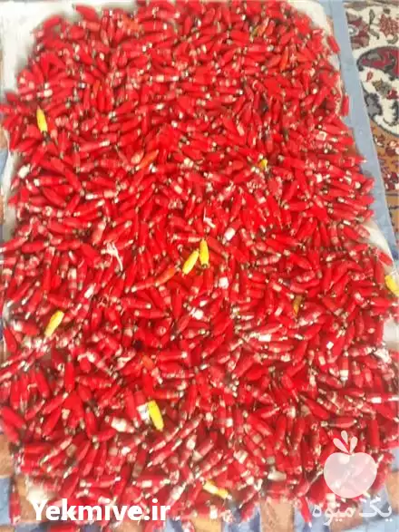 تولید و فروش تجهیزات مرغداری در قزوین در گروه تجهیزات مرغداری در یکمیوه -عکس1