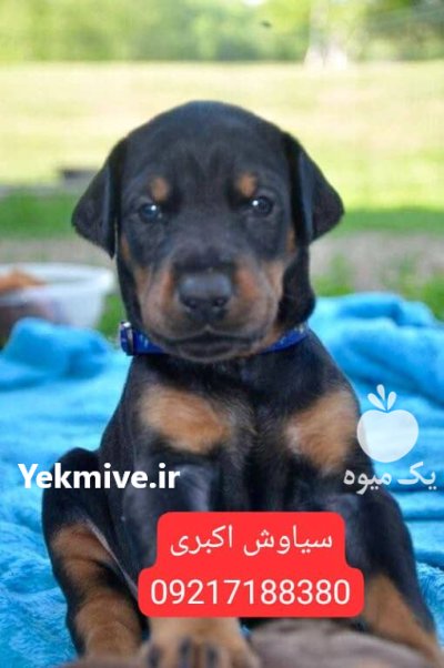 خرید سگ دوبرمن پینچر نگهبان در کرج در گروه سگ و گربه در یکمیوه -عکس1