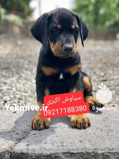 خرید توله سگ دوبرمن پینچر 2 در بندرانزلی در گروه سگ و گربه در یکمیوه -عکس1