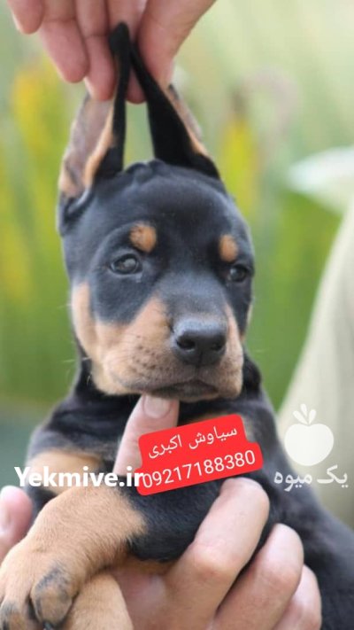 قیمت سگ دوبرمن پینچر اصیل در کوهی خیل در گروه سگ و گربه در یکمیوه -عکس1