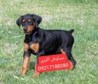 فروش سگ دوبرمن پینچر نگهبان در تهران در گروه سگ و گربه در یکمیوه