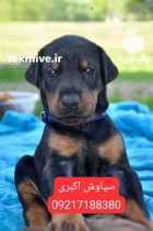 خرید سگ دوبرمن پینچر نگهبان در کرج در گروه سگ و گربه در یکمیوه