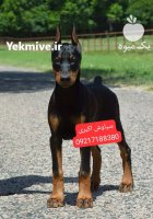 فروش توله سگ دوبرمن پینچر 2 در پلدختر در گروه سگ و گربه در یکمیوه