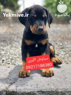 خرید توله سگ دوبرمن پینچر 2 در بندرانزلی در گروه سگ و گربه در یکمیوه