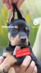 قیمت سگ دوبرمن پینچر اصیل در کوهی خیل در گروه سگ و گربه در یکمیوه